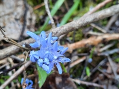 Scilla bifolia
