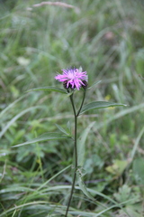 Centaurea phrygia abbreviata