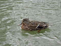Anas platyrhynchos