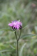 Centaurea phrygia abbreviata