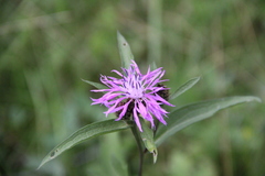 Centaurea phrygia abbreviata