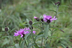 Centaurea phrygia abbreviata