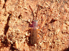 Dendrophagus crenatus