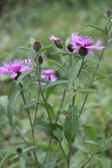 Centaurea phrygia abbreviata