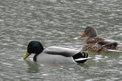 Anas platyrhynchos