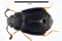 Proteinus brachypterus