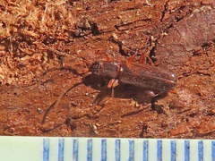 Dendrophagus crenatus