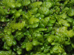 Radula lindenbergiana