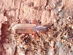 Dendrophagus crenatus