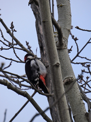 Dendrocopos major