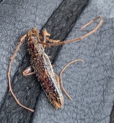 Eurysthea cribripennis