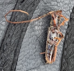 Eurysthea cribripennis