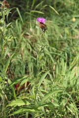 Centaurea phrygia abnormis