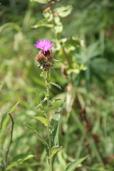 Centaurea phrygia abnormis