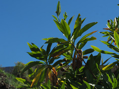 Cheirolophus arbutifolius