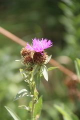 Centaurea phrygia abnormis