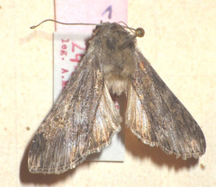 Cucullia xeranthemi