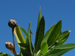 Cheirolophus arbutifolius