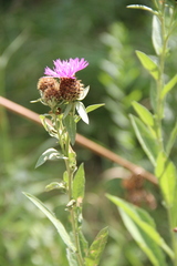 Centaurea phrygia abnormis