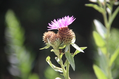 Centaurea phrygia abnormis
