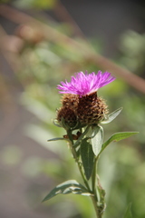 Centaurea phrygia abnormis