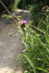 Centaurea phrygia abnormis