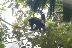 Chiropotes albinasus