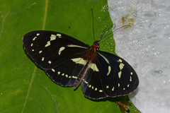 Elzunia humboldt