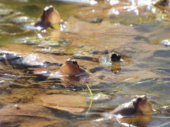 Pseudacris brachyphona