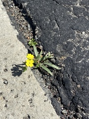 Camissoniopsis pallida