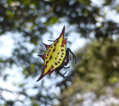 Gasteracantha milvoides