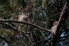 Parabuteo unicinctus