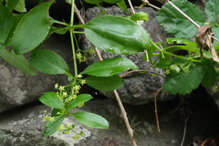 Rubia fruticosa subsp. periclymenum image