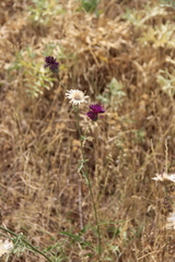 Centaurea scabiosa apiculata