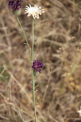 Centaurea scabiosa apiculata