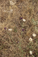 Centaurea scabiosa apiculata