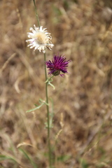 Centaurea scabiosa apiculata