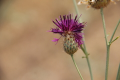 Centaurea scabiosa apiculata