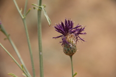 Centaurea scabiosa apiculata