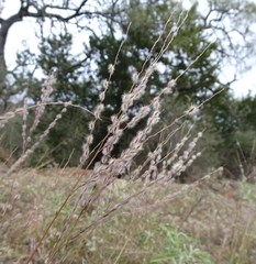 Digitaria patens