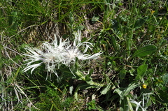 Centaurea cheiranthifolia