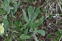 Centaurea cheiranthifolia