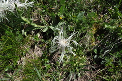 Centaurea cheiranthifolia