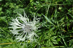 Centaurea cheiranthifolia