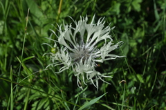 Centaurea cheiranthifolia
