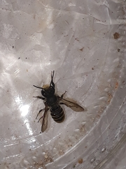 Megachile