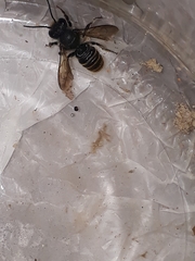 Megachile