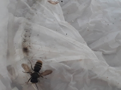 Megachile