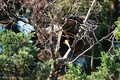 Parabuteo unicinctus