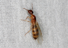 Colobopsis macrocephala